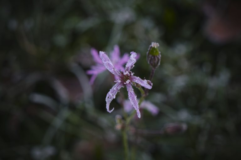_DSF2937_bearbeitet